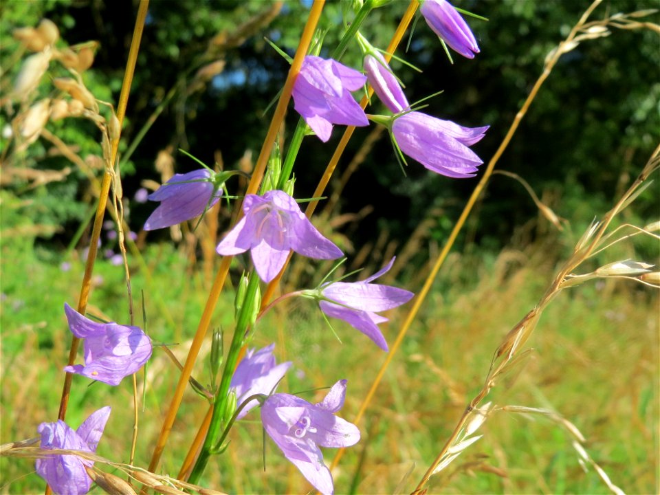 Rapunzel-Glockenblume (Campanula rapunculus) bei Nußloch
