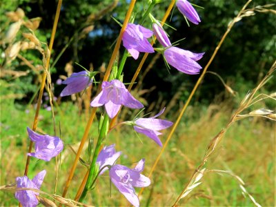 Rapunzel-Glockenblume (Campanula rapunculus) bei Nußloch