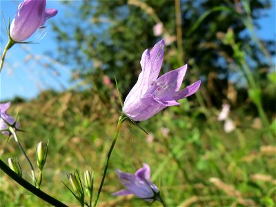 Rapunzel-Glockenblume (Campanula rapunculus) bei Nußloch