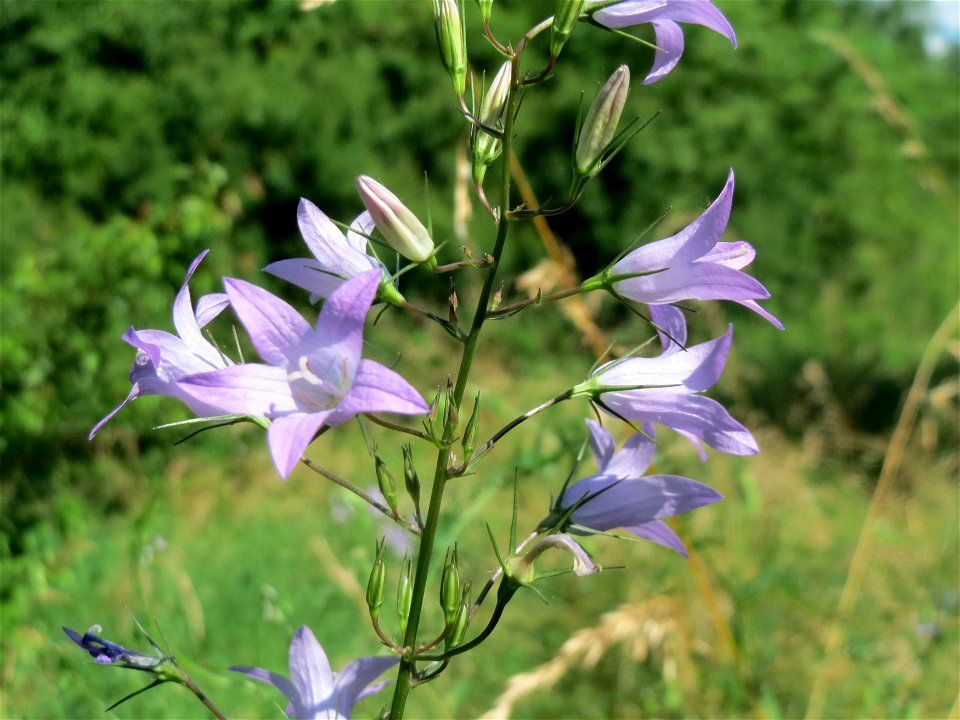 Rapunzel-Glockenblume (Campanula rapunculus) in Hockenheim