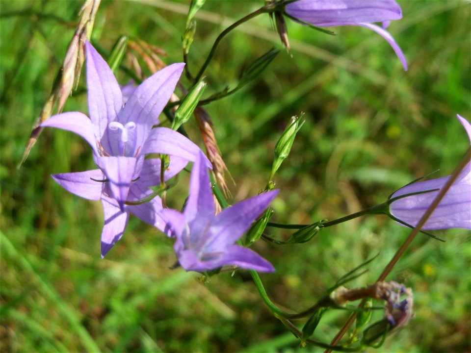 Rapunzel-Glockenblume (Campanula rapunculus) bei Reilingen