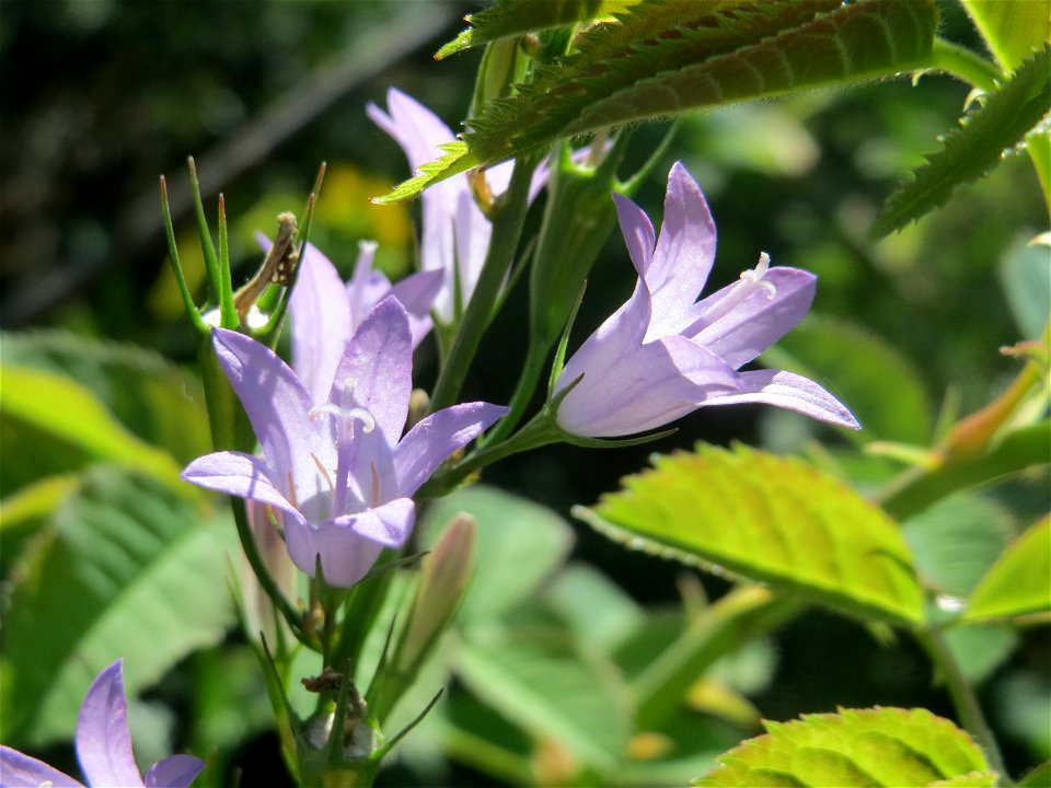 Rapunzel-Glockenblume (Campanula rapunculus) bei Reilingen