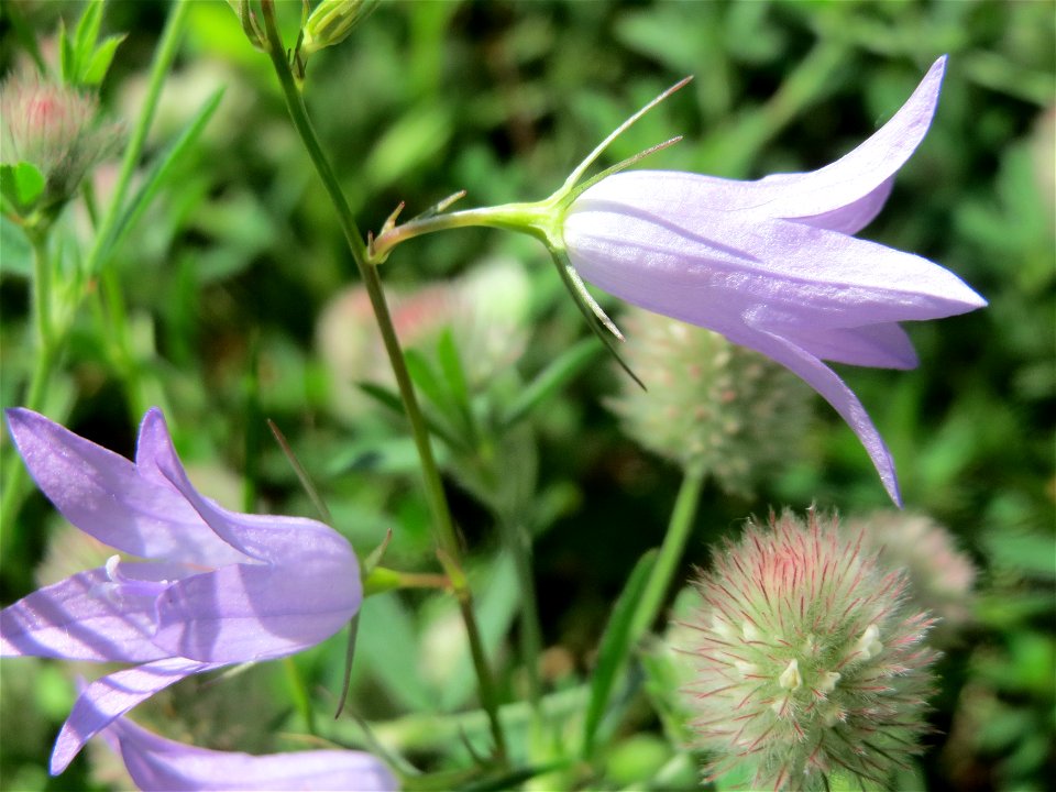 Rapunzel-Glockenblume (Campanula rapunculus) bei Reilingen