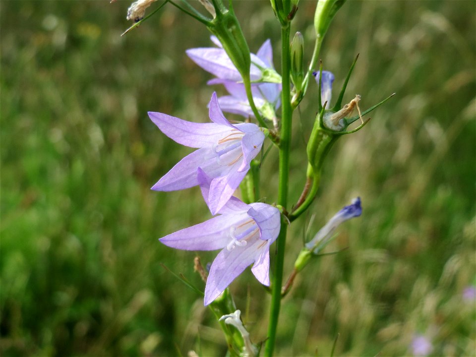 Rapunzel-Glockenblume (Campanula rapunculus) im Landesgartenschaupark Hockenheim