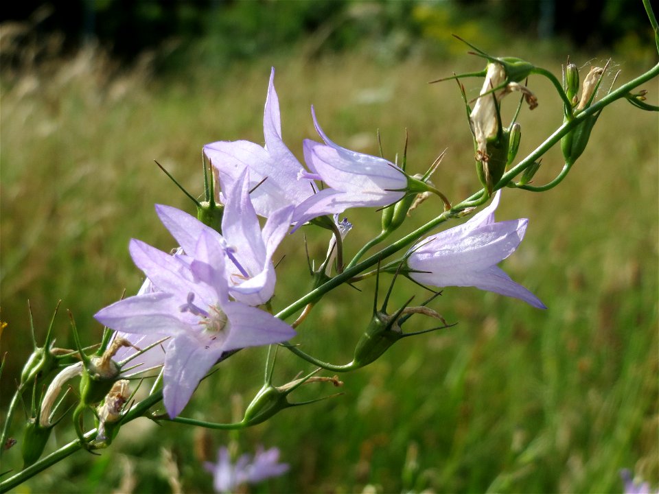 Rapunzel-Glockenblume (Campanula rapunculus) im Landesgartenschaupark Hockenheim