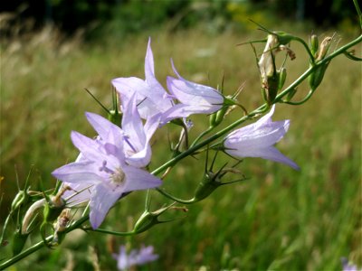 Rapunzel-Glockenblume (Campanula rapunculus) im Landesgartenschaupark Hockenheim