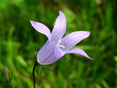 Rapunzel-Glockenblume (Campanula rapunculus) in Hockenheim