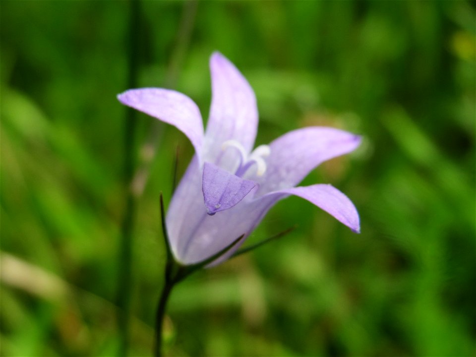 Rapunzel-Glockenblume (Campanula rapunculus) in Hockenheim