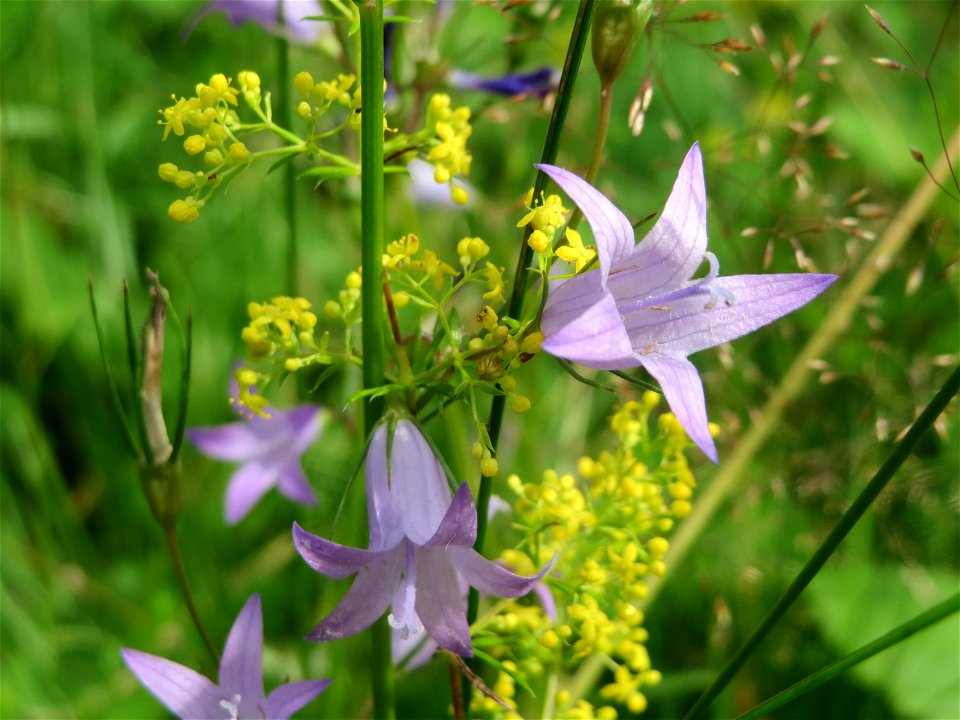 Rapunzel-Glockenblume (Campanula rapunculus) in Hockenheim