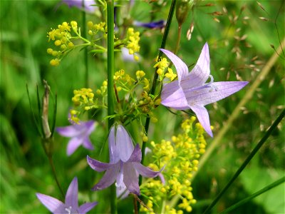 Rapunzel-Glockenblume (Campanula rapunculus) in Hockenheim