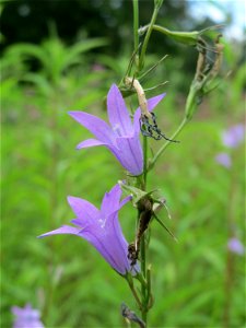 Rapunzel-Glockenblume (Campanula rapunculus) im Schwetzinger Hardt - an der Bahnstrecke Mannheim-Karlsruhe findet sich ein kleines Sandmagerrasen-Biotop mit typischer Binnendünen-Vegetation
