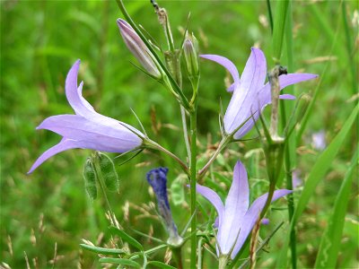 Rapunzel-Glockenblume (Campanula rapunculus) im Schwetzinger Hardt - an der Bahnstrecke Mannheim-Karlsruhe findet sich ein kleines Sandmagerrasen-Biotop mit typischer Binnendünen-Vegetation