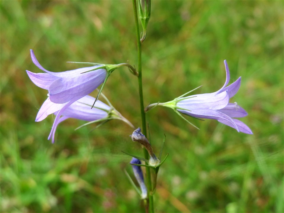 Rapunzel-Glockenblume (Campanula rapunculus) im Schwetzinger Hardt - an der Bahnstrecke Mannheim-Karlsruhe findet sich ein kleines Sandmagerrasen-Biotop mit typischer Binnendünen-Vegetation