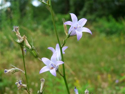 Rapunzel-Glockenblume (Campanula rapunculus) im Schwetzinger Hardt - an der Bahnstrecke Mannheim-Karlsruhe findet sich ein kleines Sandmagerrasen-Biotop mit typischer Binnendünen-Vegetation