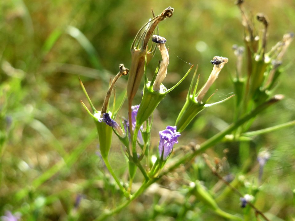 Rapunzel-Glockenblume (Campanula rapunculus) in Hockenheim