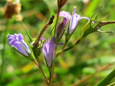 Rapunzel-Glockenblume (Campanula rapunculus) in Hockenheim