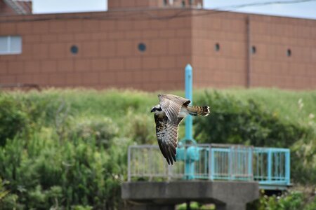 Bird wild birds raptor