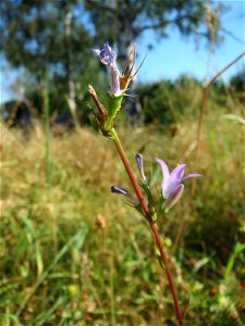 Rapunzel-Glockenblume (Campanula rapunculus) in Hockenheim