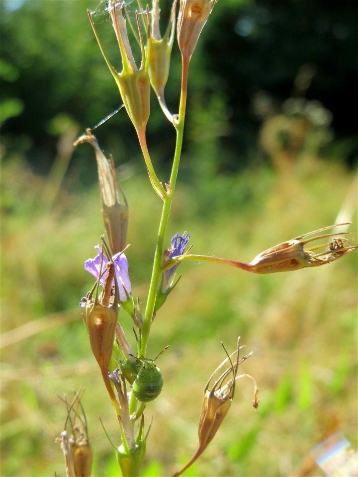 Rapunzel-Glockenblume (Campanula rapunculus) in Hockenheim