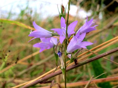 Rapunzel-Glockenblume (Campanula rapunculus) an der Elisabethenstraße bei Wiesbaden
