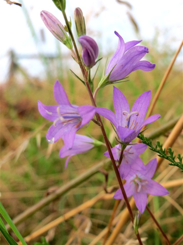 Rapunzel-Glockenblume (Campanula rapunculus) an der Elisabethenstraße bei Wiesbaden
