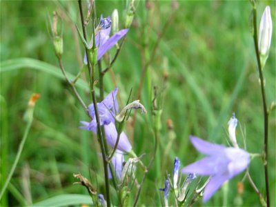 Rapunzel-Glockenblume (Campanula rapunculus) in Hockenheim photo