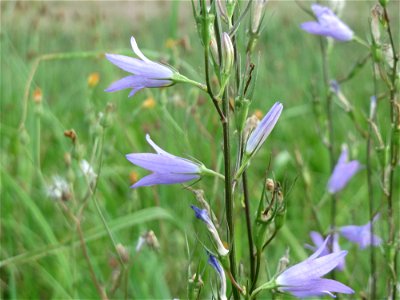 Rapunzel-Glockenblume (Campanula rapunculus) in Hockenheim