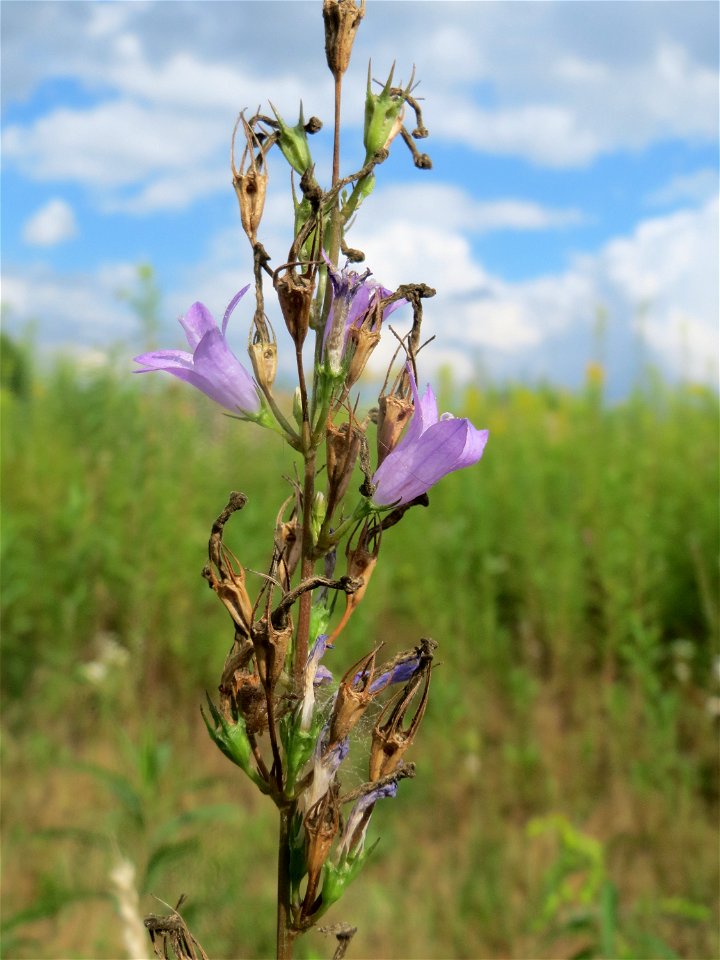 Rapunzel-Glockenblume (Campanula rapunculus) auf einer Ruderalfläche in Hockenheim-Talhaus