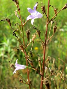 Rapunzel-Glockenblume (Campanula rapunculus) im Schwetzinger Hardt - an der Bahnstrecke Mannheim-Karlsruhe findet sich ein kleines Sandmagerrasen-Biotop mit typischer Binnendünen-Vegetation