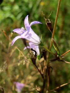 Rapunzel-Glockenblume (Campanula rapunculus) im Schwetzinger Hardt - an der Bahnstrecke Mannheim-Karlsruhe findet sich ein kleines Sandmagerrasen-Biotop mit typischer Binnendünen-Vegetation