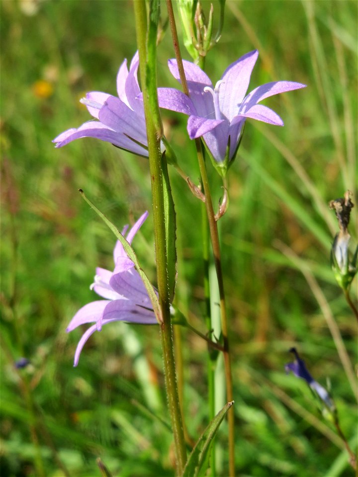 Rapunzel-Glockenblume (Campanula rapunculus) im Schwetzinger Hardt - an der Bahnstrecke Mannheim-Karlsruhe findet sich ein kleines Sandmagerrasen-Biotop mit typischer Binnendünen-Vegetation