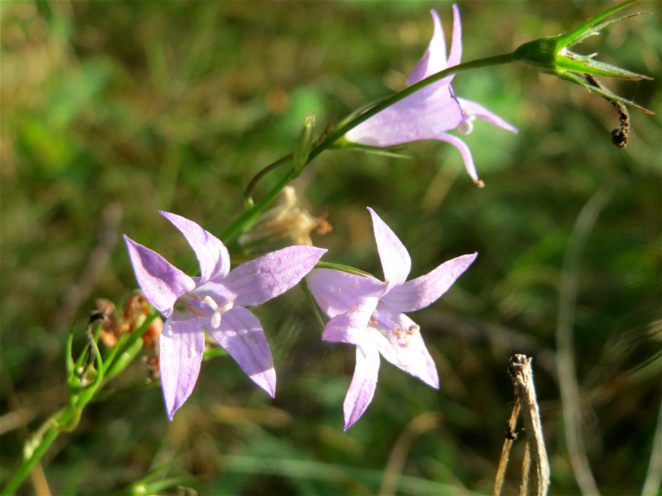 Rapunzel-Glockenblume (Campanula rapunculus) im Schwetzinger Hardt