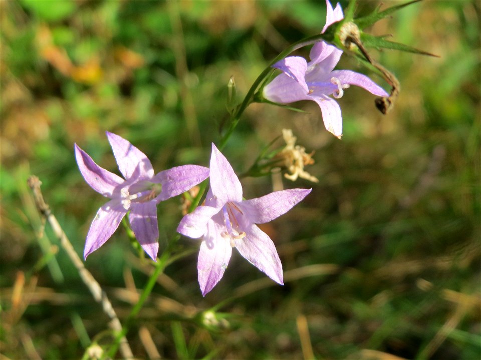 Rapunzel-Glockenblume (Campanula rapunculus) im Schwetzinger Hardt