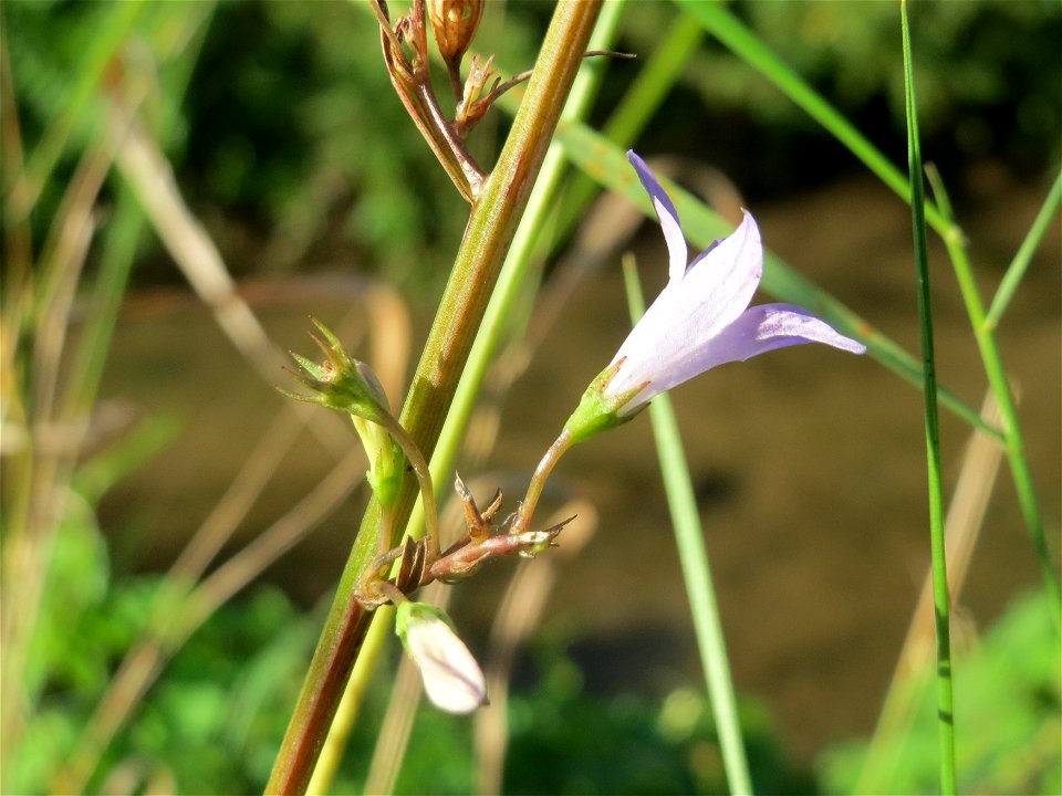 Rapunzel-Glockenblume (Campanula rapunculus) im Schwetzinger Hardt