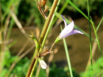 Rapunzel-Glockenblume (Campanula rapunculus) im Schwetzinger Hardt