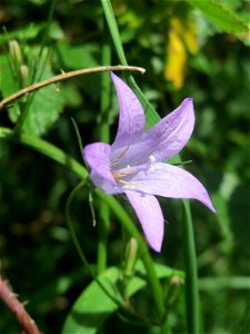 Rapunzel-Glockenblume (Campanula rapunculus) im Naturschutzgebiet „St. Arnualer Wiesen“