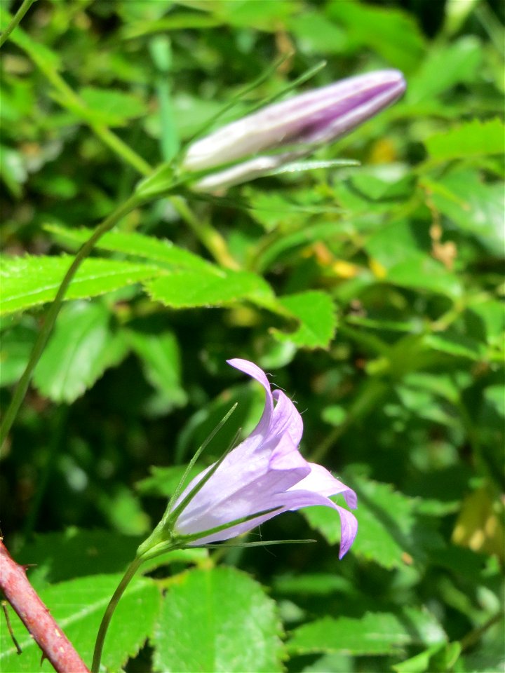 Rapunzel-Glockenblume (Campanula rapunculus) im Naturschutzgebiet „St. Arnualer Wiesen“