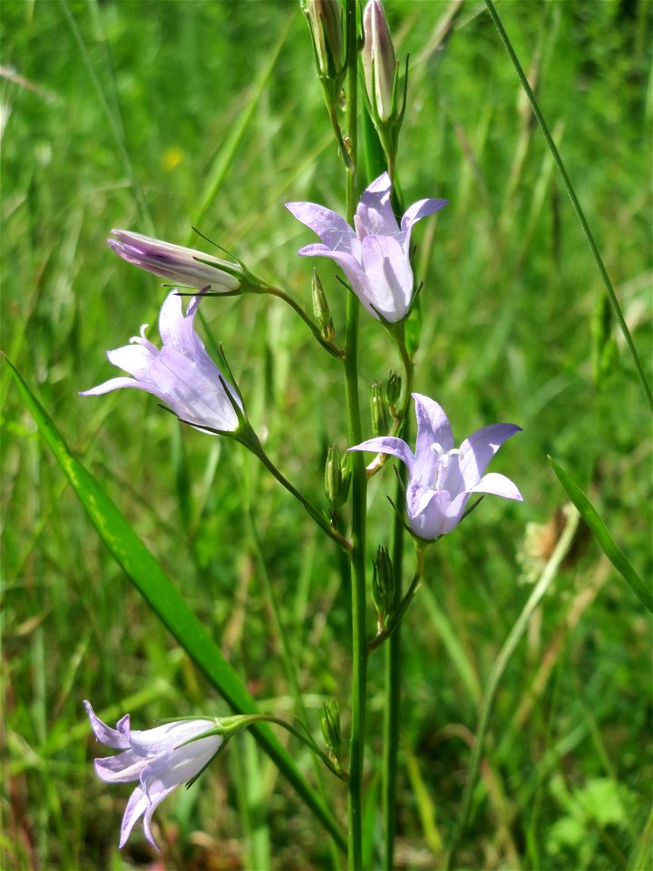 Rapunzel-Glockenblume (Campanula rapunculus) am Osthafen Saarbrücken