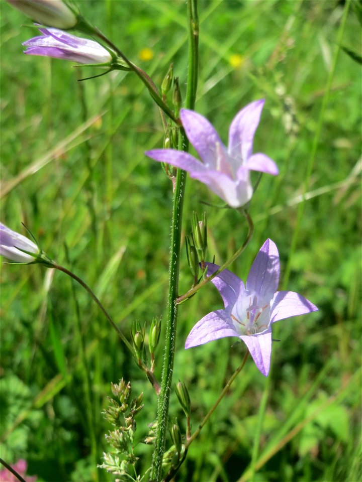 Rapunzel-Glockenblume (Campanula rapunculus) am Osthafen Saarbrücken