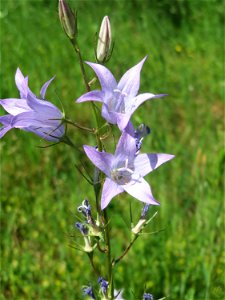 Rapunzel-Glockenblume (Campanula rapunculus) am Osthafen Saarbrücken