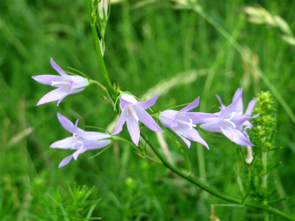 Rapunzel-Glockenblume (Campanula rapunculus) auf einer Streuobstwiese in Hockenheim