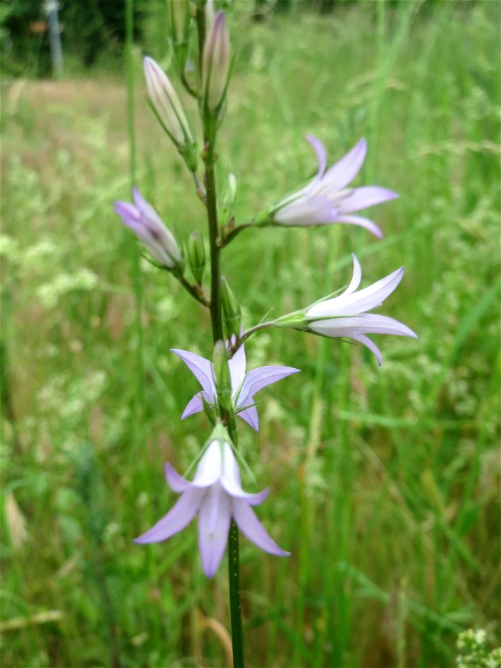 Rapunzel-Glockenblume (Campanula rapunculus) auf einer Streuobstwiese in Hockenheim