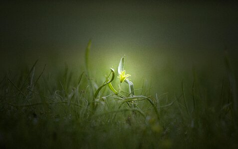 Waterdrops nature green morning