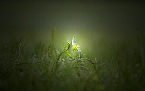 Waterdrops nature green morning photo