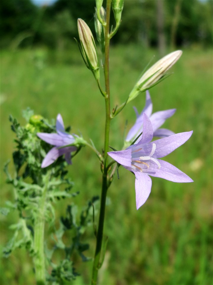 Rapunzel-Glockenblume (Campanula rapunculus) auf einer Streuobstwiese in Hockenheim