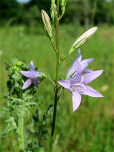 Rapunzel-Glockenblume (Campanula rapunculus) auf einer Streuobstwiese in Hockenheim