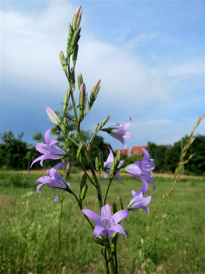 Rapunzel-Glockenblume (Campanula rapunculus) auf einer Streuobstwiese in Hockenheim