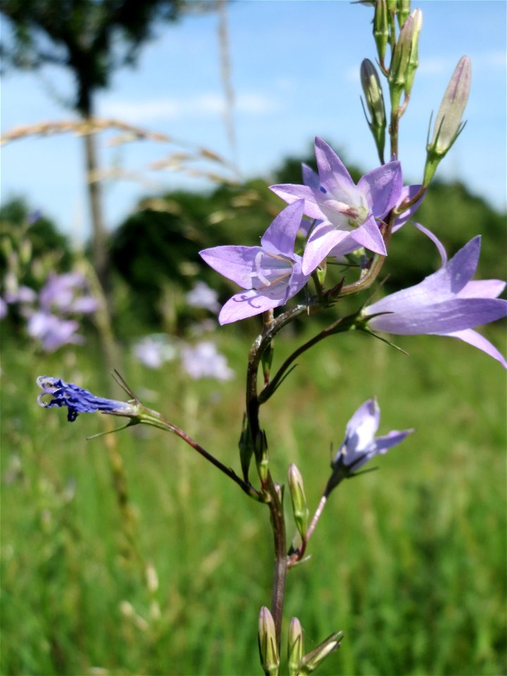 Rapunzel-Glockenblume (Campanula rapunculus) auf einer Streuobstwiese in Hockenheim