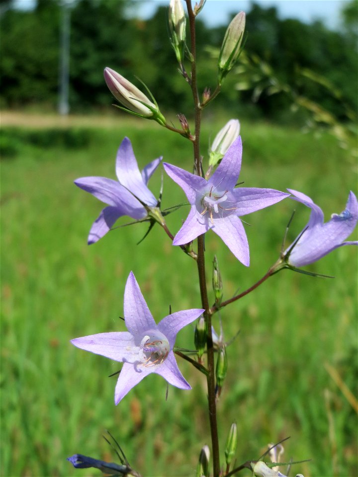 Rapunzel-Glockenblume (Campanula rapunculus) auf einer Streuobstwiese in Hockenheim