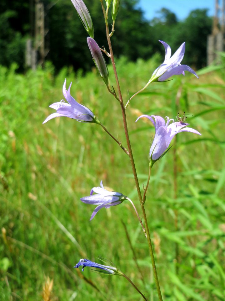Rapunzel-Glockenblume (Campanula rapunculus) in der Schwetzinger Hardt - an der Bahnstrecke Mannheim-Karlsruhe findet sich ein kleines Sandmagerrasen-Biotop mit typischer Binnendünen-Vegetation